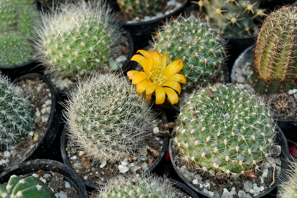 Cactus flower bud pistil