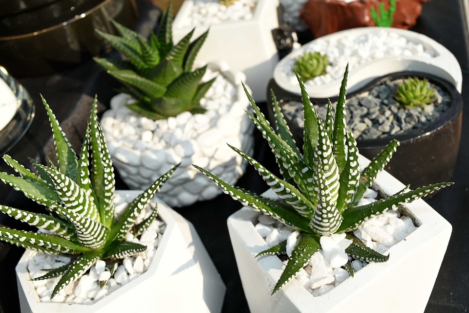 Cactus decoration miniature