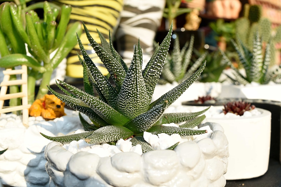 Cactus decorative flower