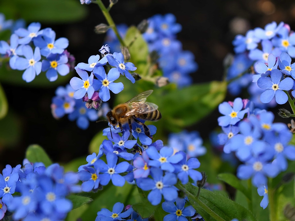 Bee pollination organism