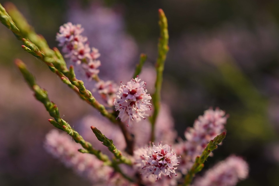 Branches spring time flower