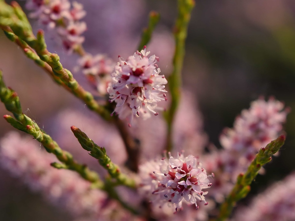 Branch plant flower