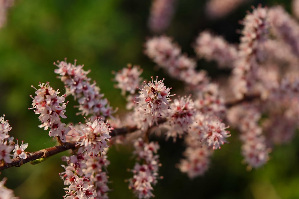 Flower flora herb