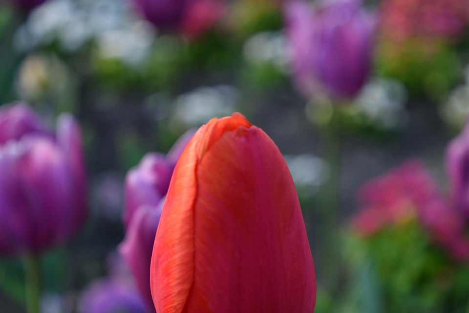 Flower Garden spring plant