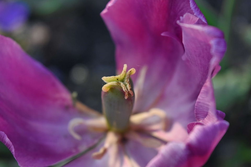 Pistil purple tulip