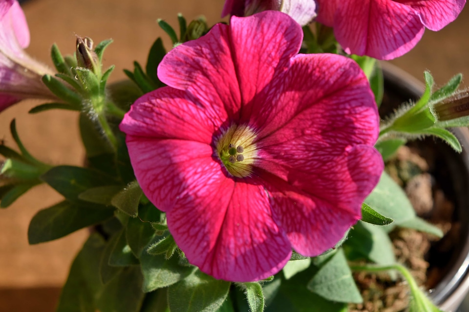 Petals pink flower