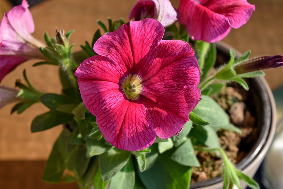 Detail flowerpot petunia photo