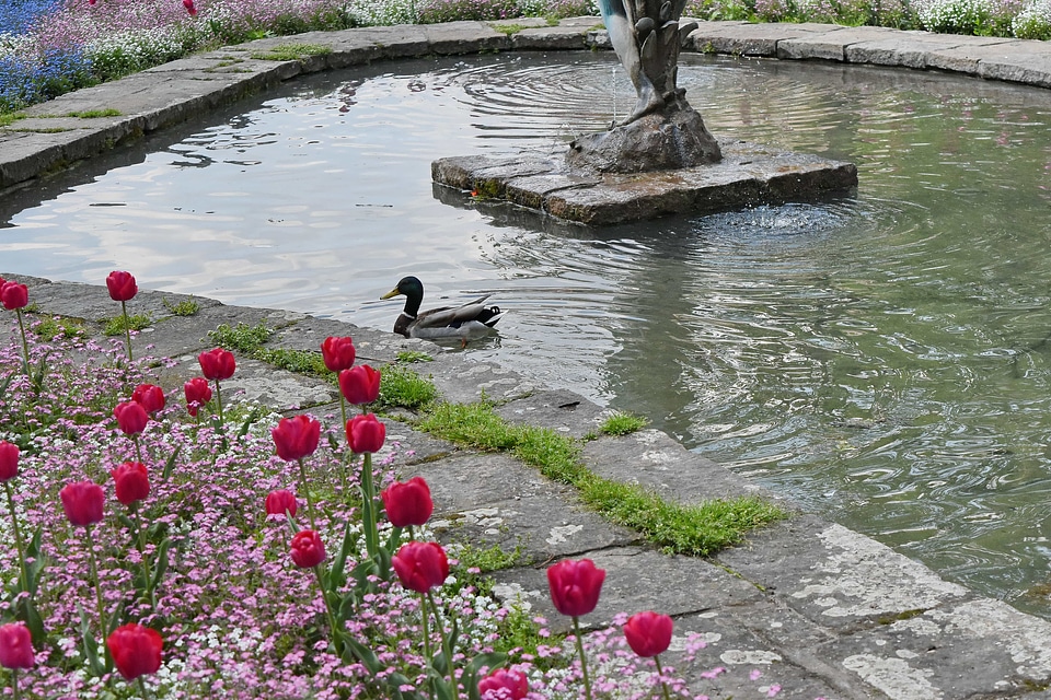 Duck fountain garden