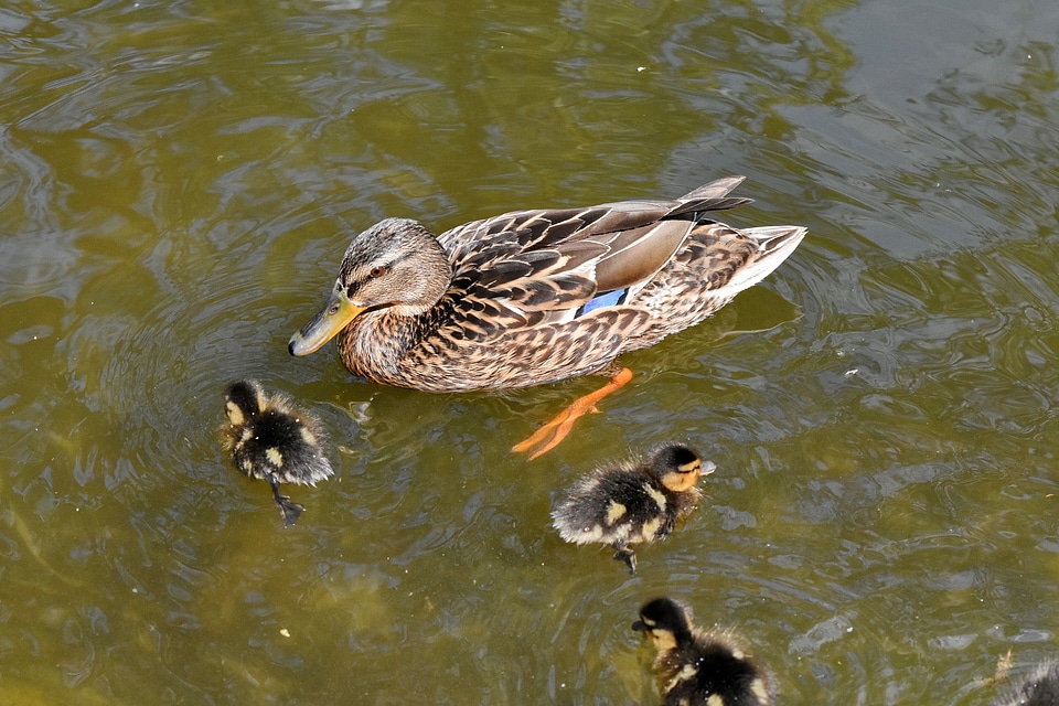 Duckling wildlife duck