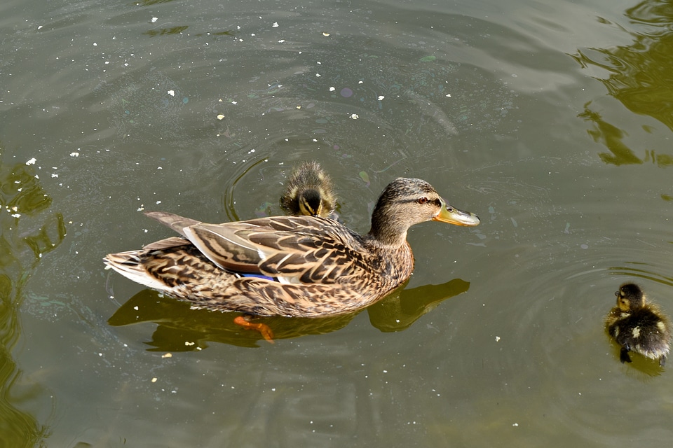 Wildlife duck aquatic bird