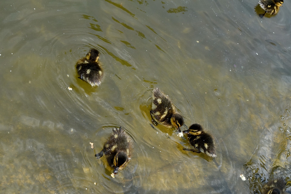 Duckling lake water