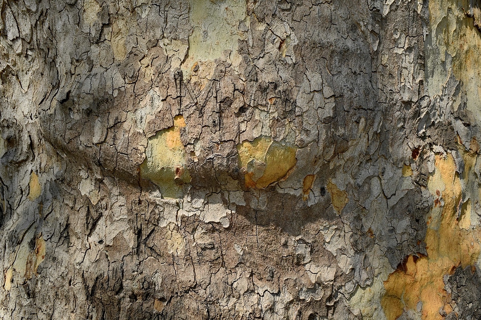 Bark texture rough