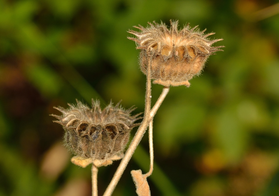 Abutilon fruit seeds