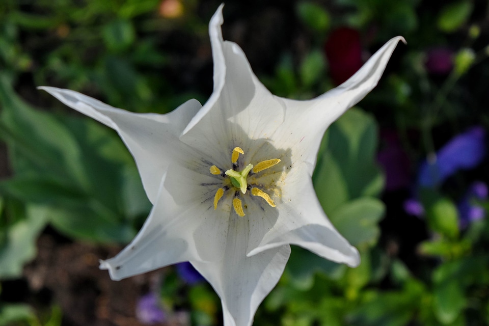 Flower Garden petals pistil