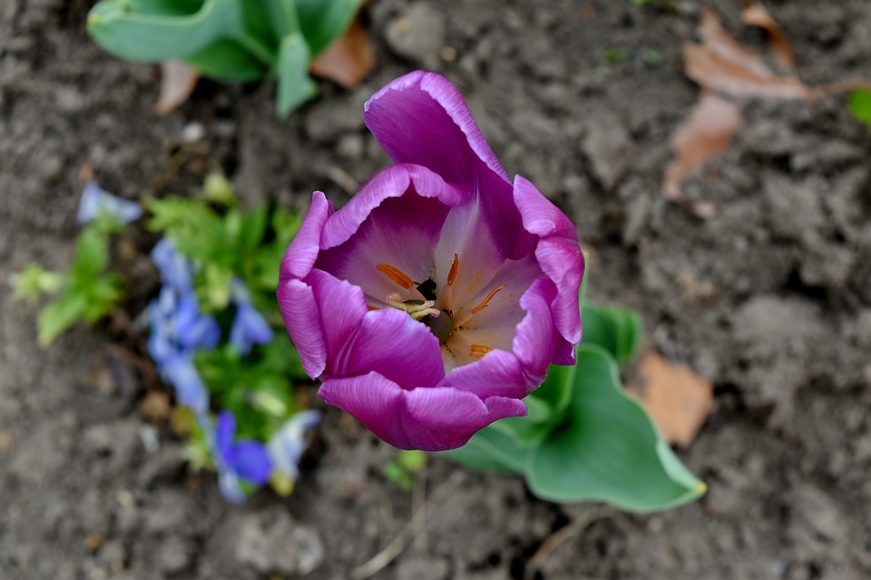 Flower Bud flower garden purple