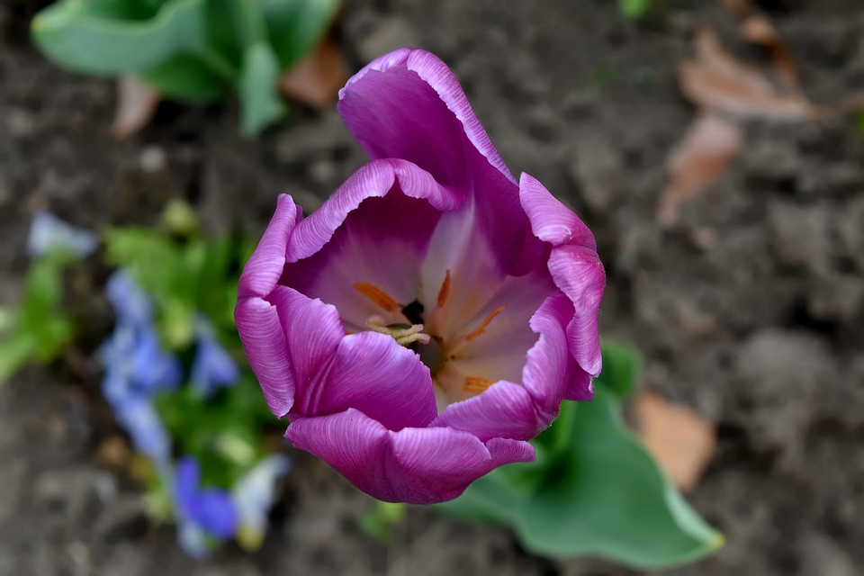 Beautiful Flowers details purple