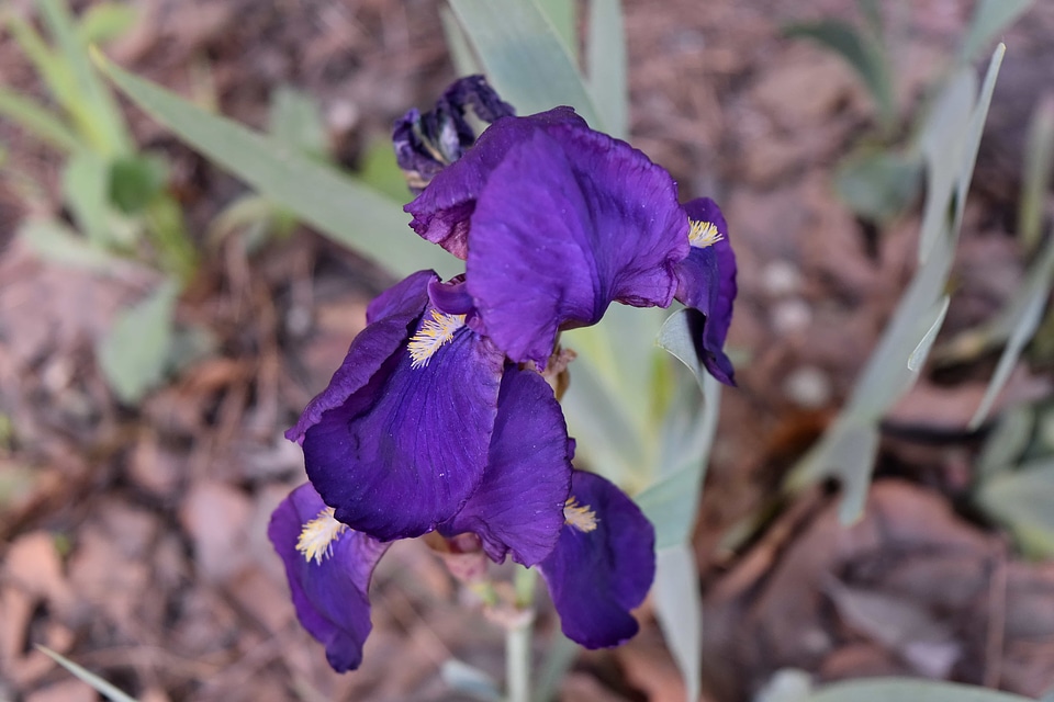 Nature iris flower
