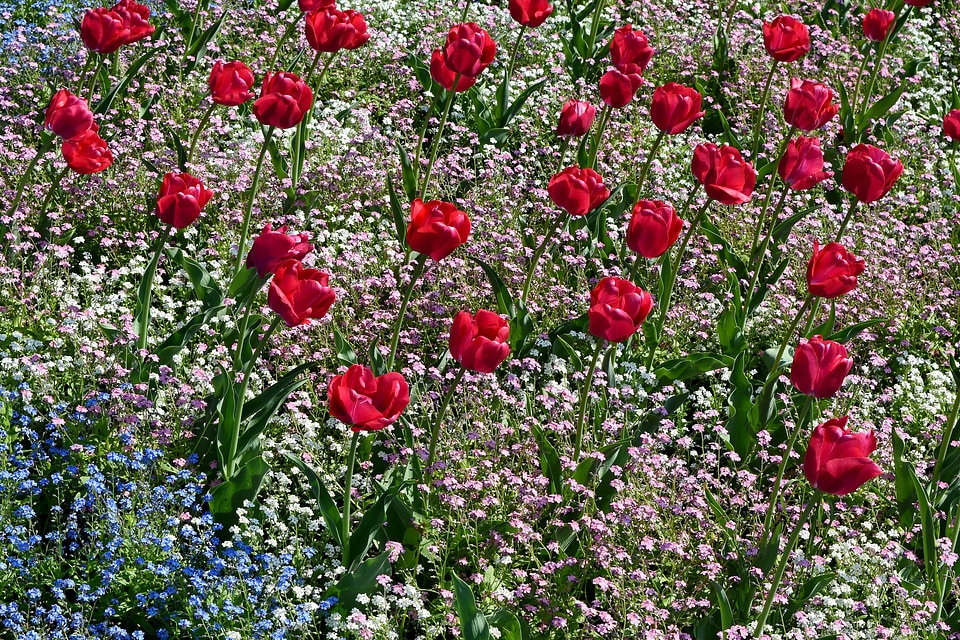 Garden tulips field