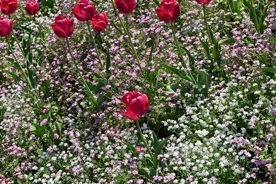 Flower flowers nature