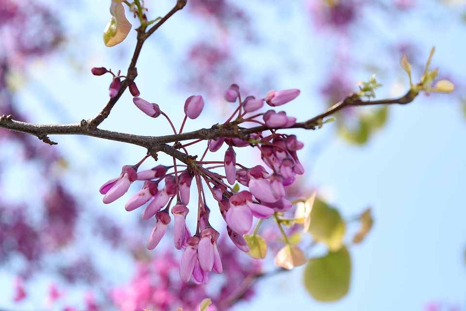 Garden plant tree
