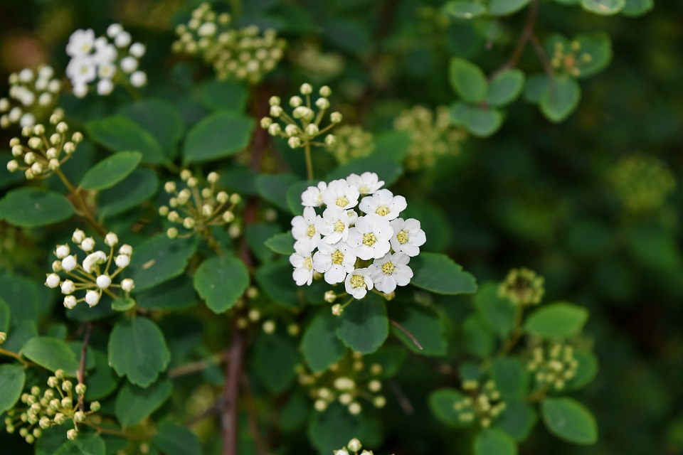 Garden blossom plant