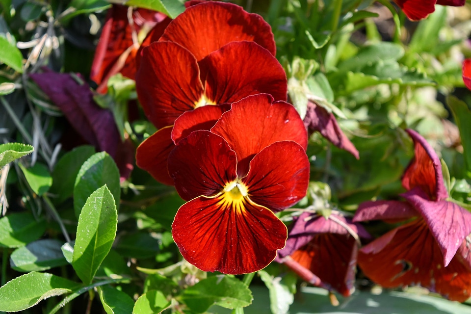 Petunia nature flora