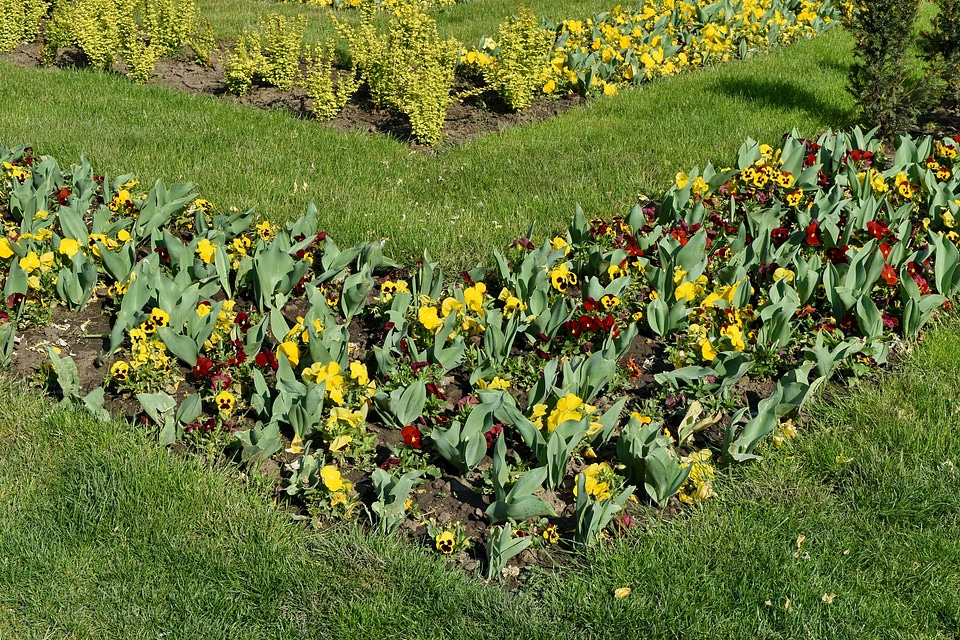 Field poppy flowers
