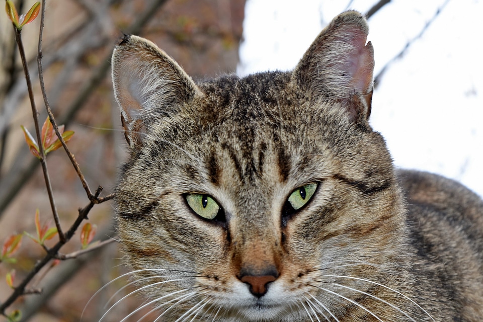 Kitten tabby cat fur