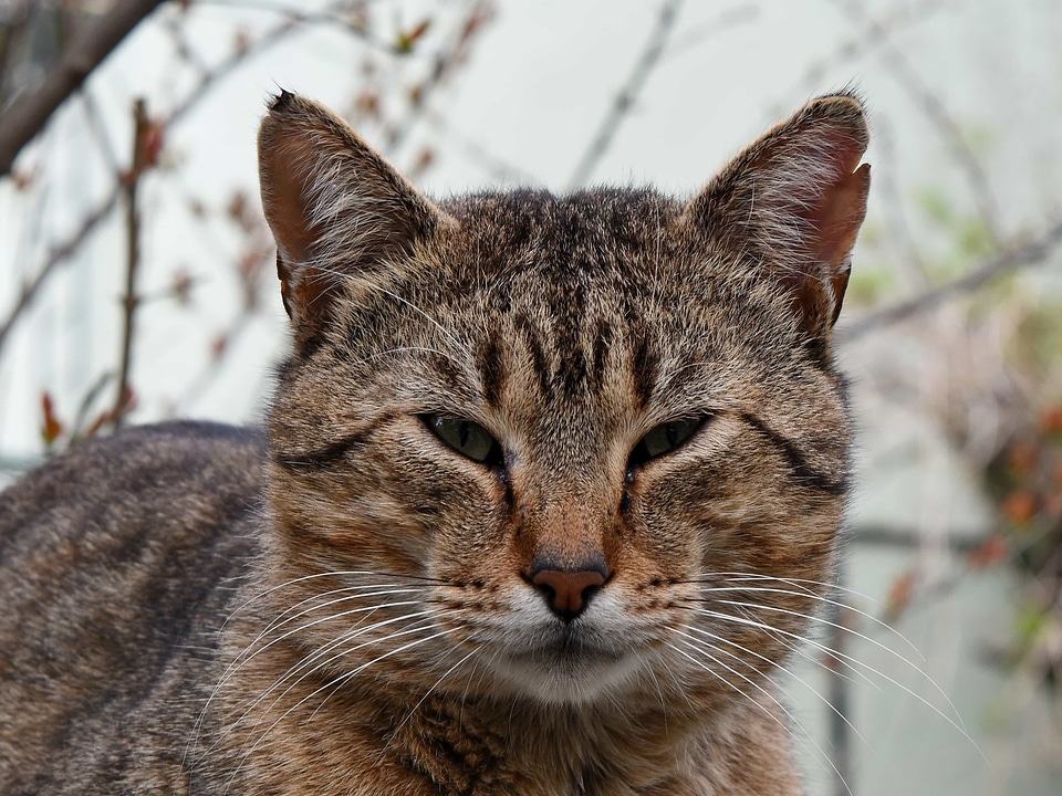 Cat feline animal