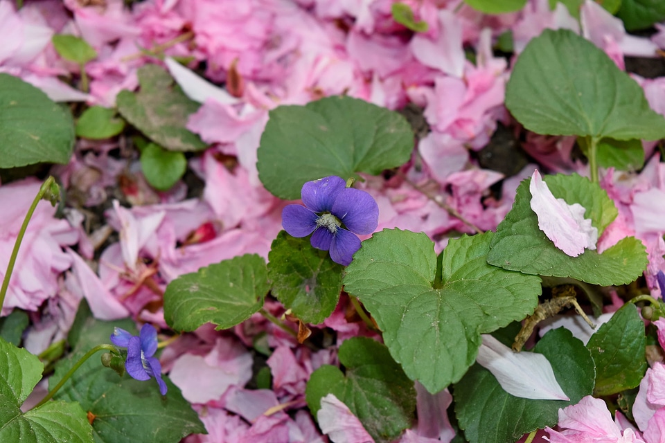 Ground petals pink