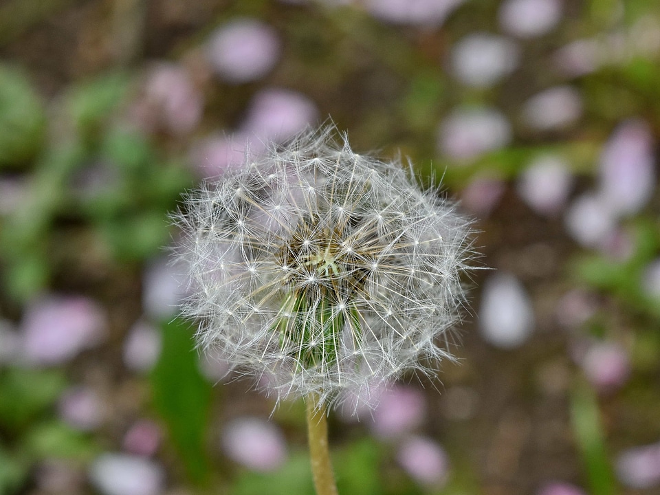 Dandelion detail macro
