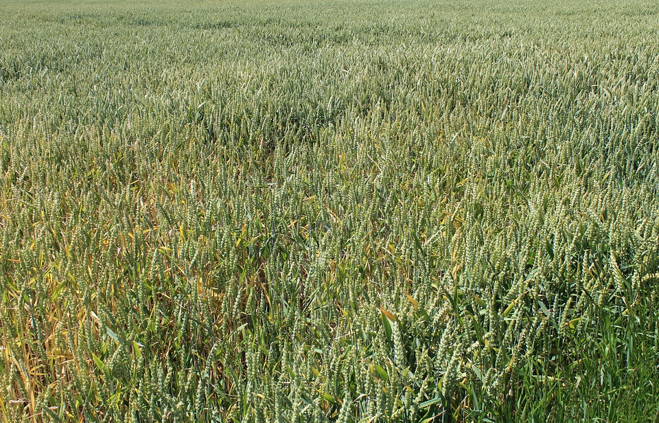 Grass wheat triticum aestivum