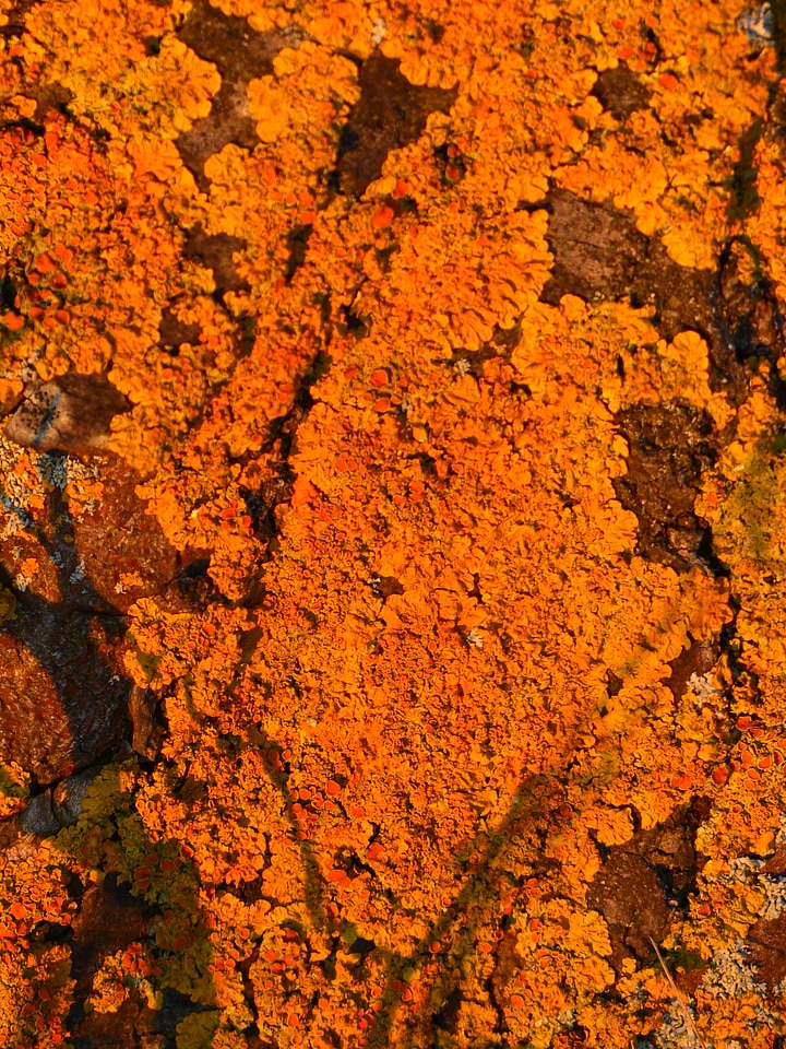 Overgrown ordinary gelbflechte yellow lichen