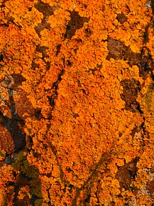 Overgrown ordinary gelbflechte yellow lichen photo
