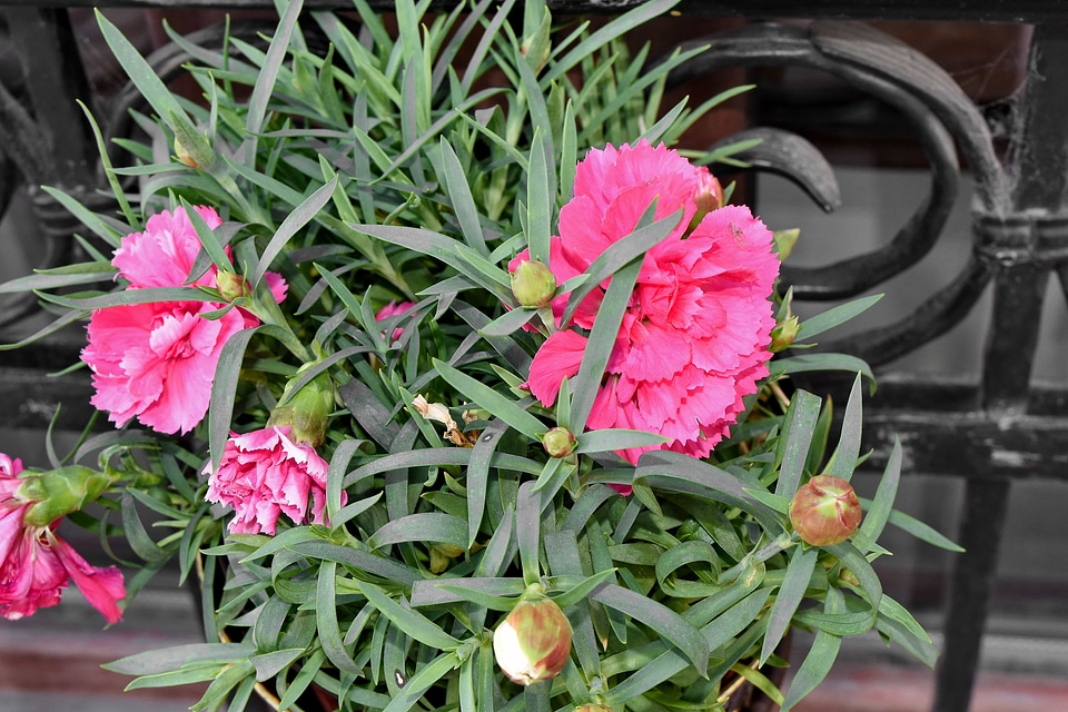 Carnation cast iron decoration