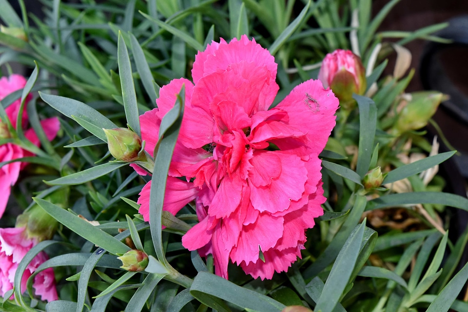 Carnation pink flower