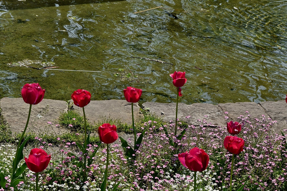 Garden lake tulips