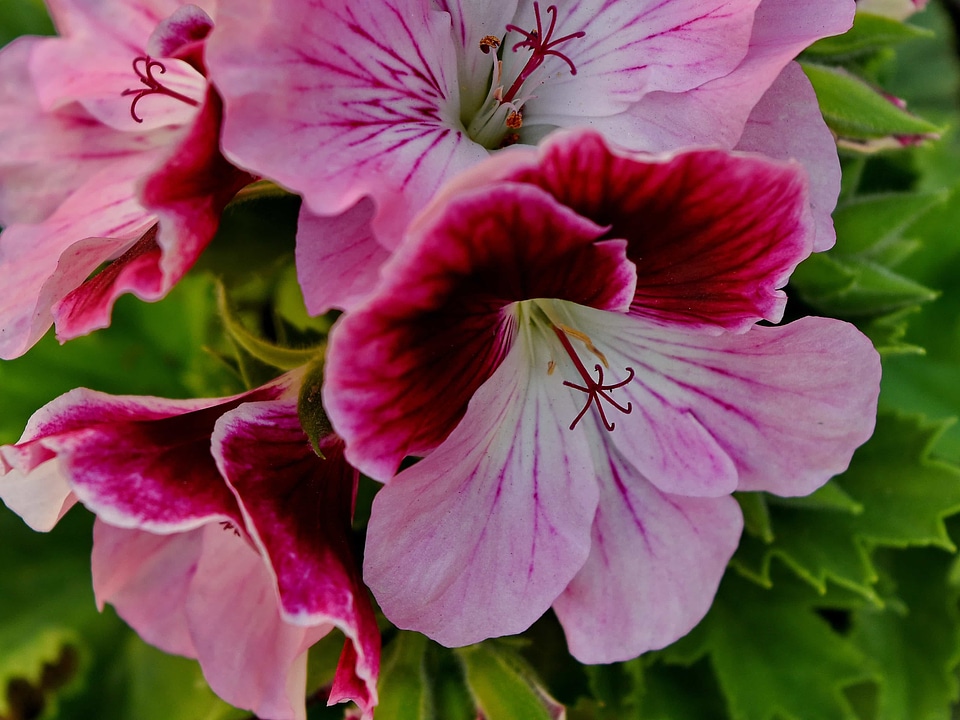 Petunia pink nature
