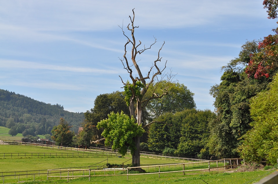 Nature tree switzerland