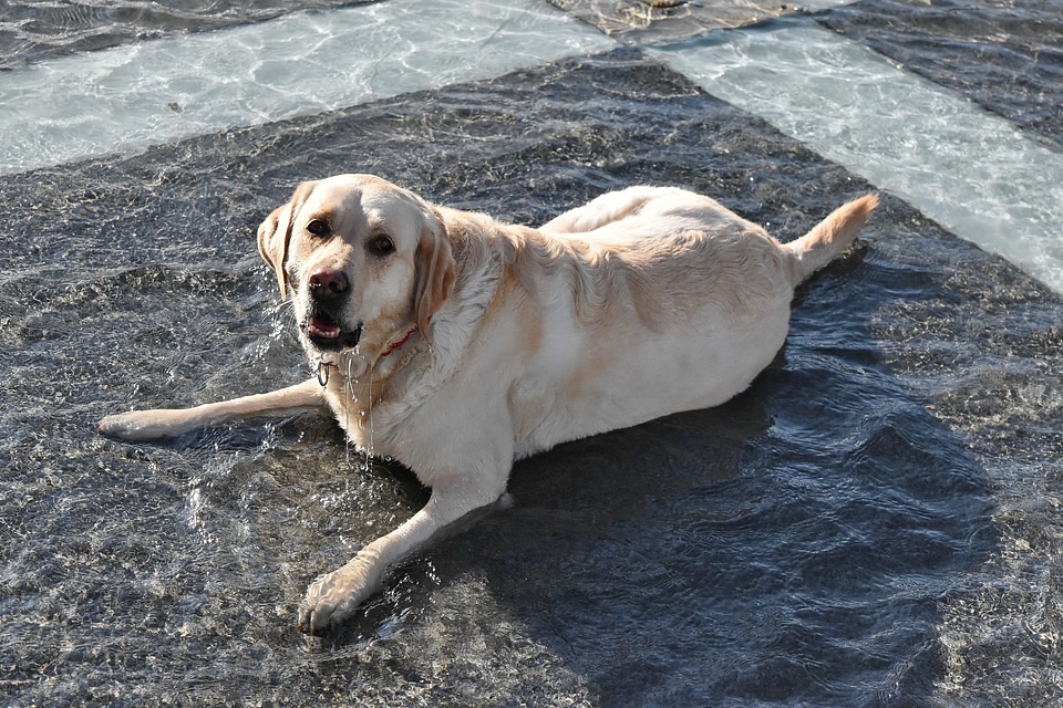 Fountain pedigree portrait