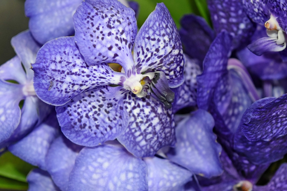 Blue orchid petals