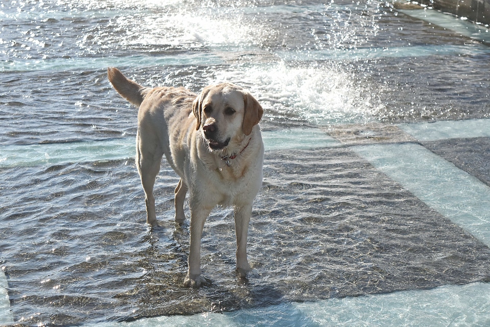 Fountain sunshine hunting dog