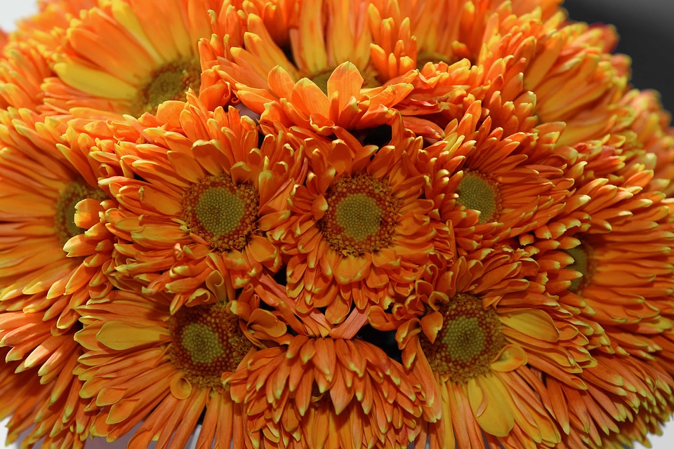 Daisy flora petal