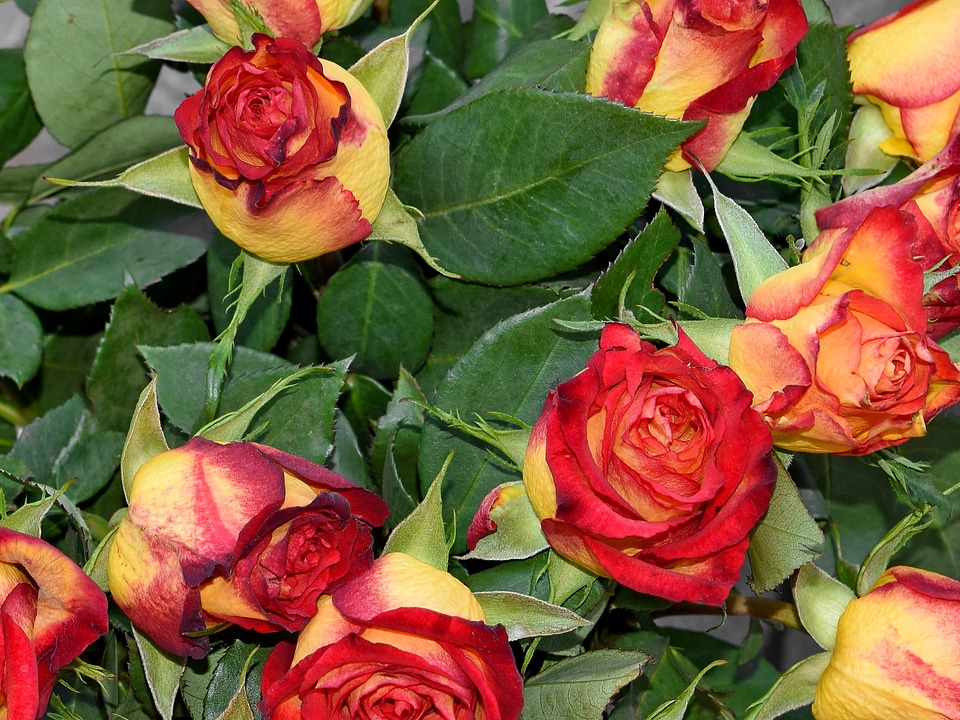 Flora bouquet romance