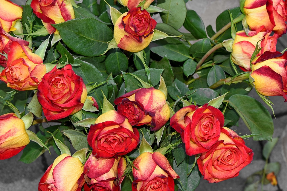 Bouquet rose flower