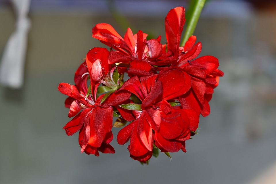 Beautiful Flowers geranium nature