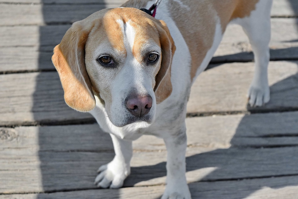 Collar breed hound