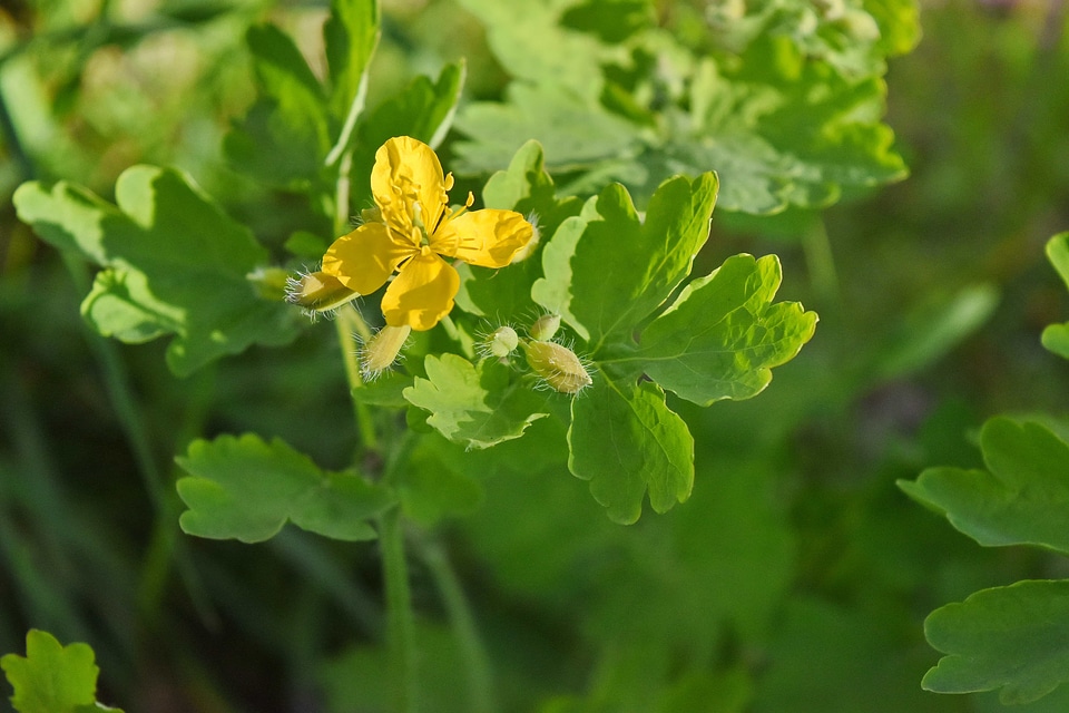 Ecology herb nature