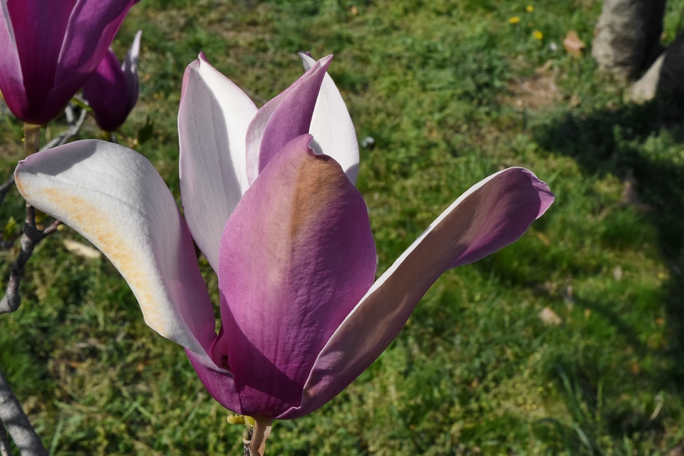 Magnolia plant blossom