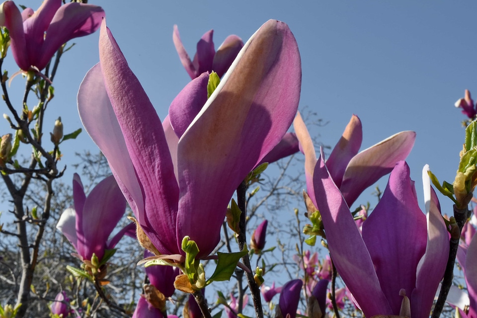 Flower spring nature